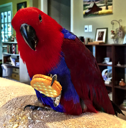 Real Parrot Sounds Recorded Here